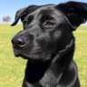 Profilbild von PERRO NEGRO