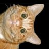 amazingsaltine profil fotoğrafı
