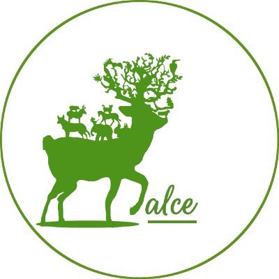 ALCE Perú🐸🐶🐱🐰🐯🐣🐮🐷🐳🐵🐢's profile picture