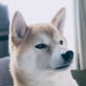 きな 的头像