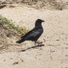 Crow profil fotoğrafı