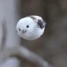 ネコ百烈拳's profile picture
