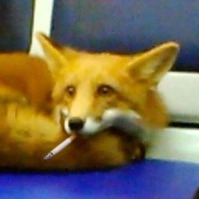 IRLCottenBall's profile picture