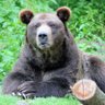 Profilbild von Mummabear015