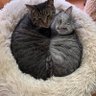 tyatyamimi's profile picture