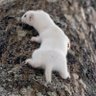 snow stoat 🐾 的头像