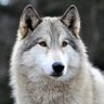 lone wolf 's profile picture