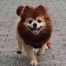 わ ん わ ん 🐶(しょう)'s profile picture