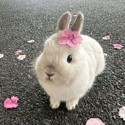 bnuy ♡'s profile picture