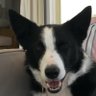 Dog-lover profil fotoğrafı