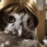 Sówka profil fotoğrafı