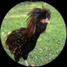 One Really Fast Kentucky Chicken (Chook) profil fotoğrafı