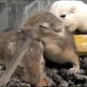 Фото профиля gerbil