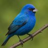 L'oiseau's profile picture