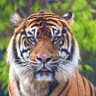 The Bold Tiger's profile picture