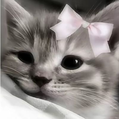 みゃー's profile picture