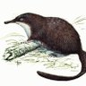 Profilbild von Muskrat