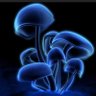 WhiteOnRiceAnonII's profile picture