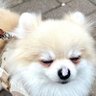 Profilbild von おうまのサザエ