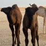 لحظة profil fotoğrafı