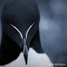 Xephiroth profil fotoğrafı