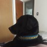 Chiruso🐺 profil fotoğrafı