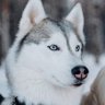 Profilbild von kris