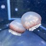 さつきちゃん 的头像