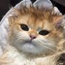 Mateemo profil fotoğrafı