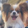 Фото профиля STARRK The Papillon