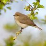 Johnson Chiffchaff 的头像