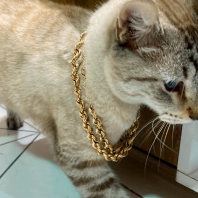 PapaiGuinha's profile picture