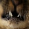 Profilbild von 猫滅の刃