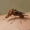 Profilbild von Cachorrosquito da dengue