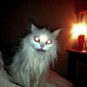 rootface's profile picture