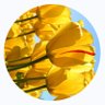 sathya's profile picture