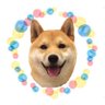 ☘️ゴン太日記☘️'s profile picture