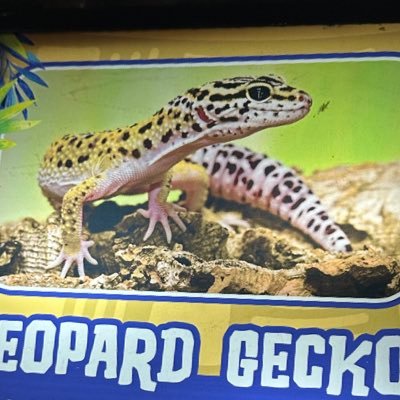 Morsqo's profile picture