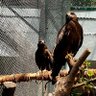 Фото профиля Eagle
