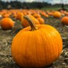 Pumpkin Bumpkin 的头像