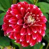 Profilbild von Red Dahlia