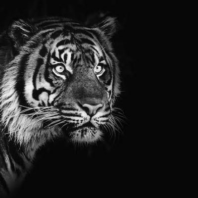 Tigrao_dropCU's profile picture