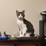 Фото профиля 新入生のぽっぽや
