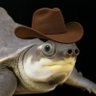 turtle 的头像