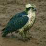 Dirty Osprey 的头像