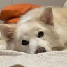 toyo-chan's profile picture