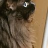 ねこちやんにやん's profile picture