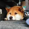 わさび醤油's profile picture