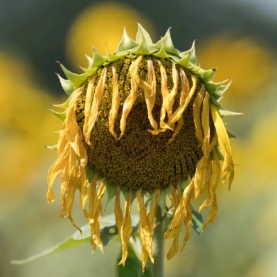 BB12_DE's profile picture