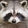 Кримські Єноти profil fotoğrafı